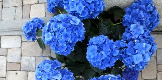 blaue-hortensien