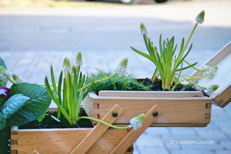 Fruehjahrsblueher-im Naehkaestchen-Hauseingang