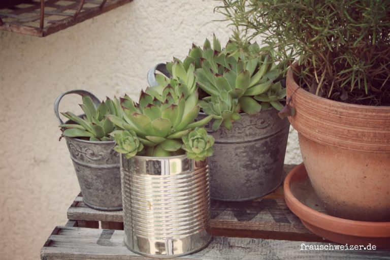 dekoration-sukkulenten-hauswurz-am-hauseingang