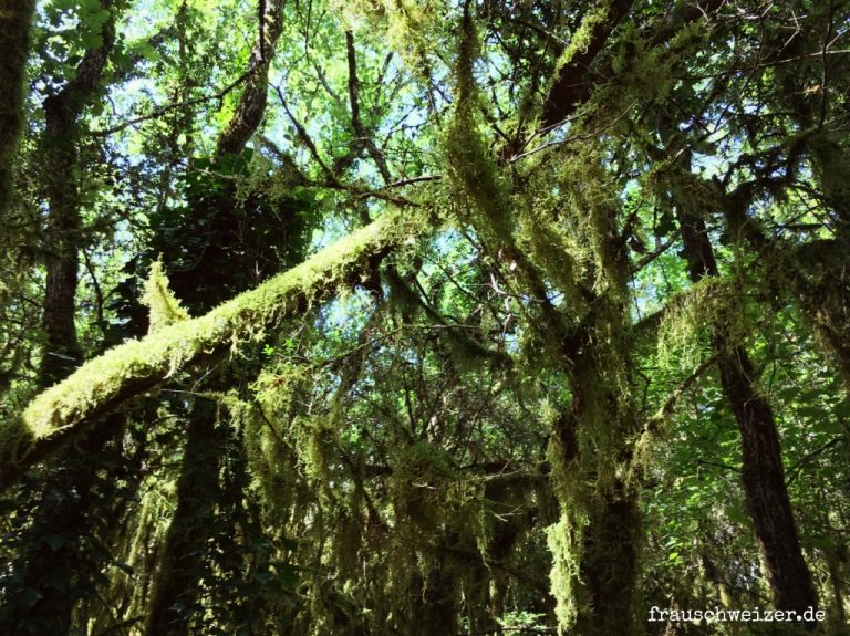 Wanderweg-Bois-de-Païolive-frankreich