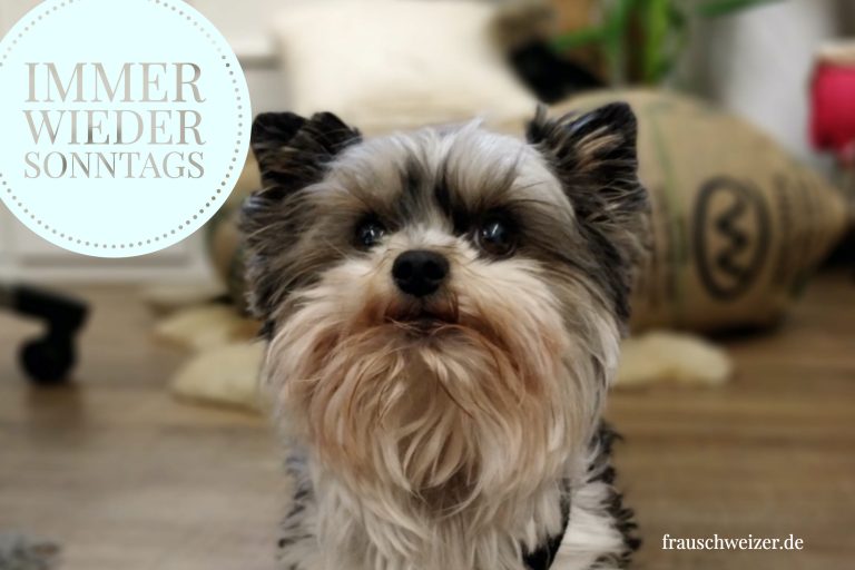 ImmerwiedersonntagsKW45-2019